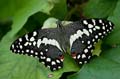 098 Afrikanischer Schwalbenschwanz - Papilio demedocus